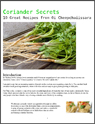 Thai Coriander Secrets