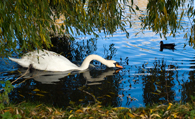 Swan and duck